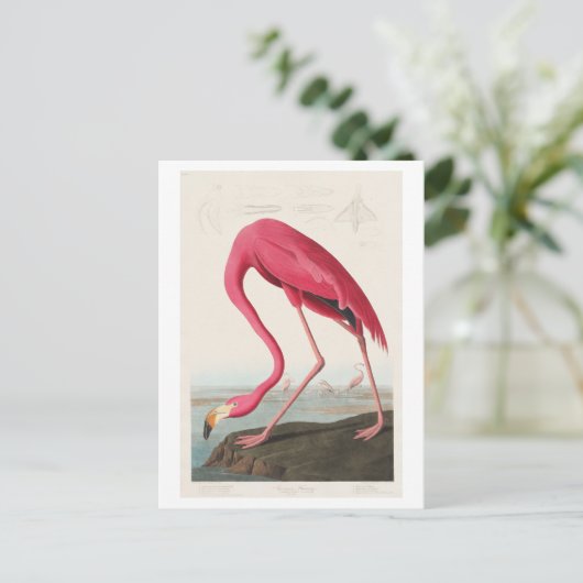 Flamingo Illustration von John James Audubon Postkarte (Stehend Vorderseite)