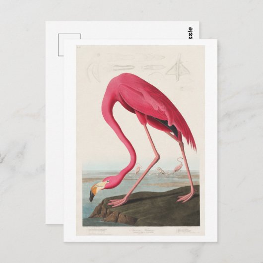Flamingo Illustration von John James Audubon Postkarte (Vorne/Hinten)