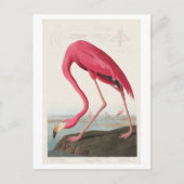 Flamingo Illustration von John James Audubon Postkarte (Vorderseite)