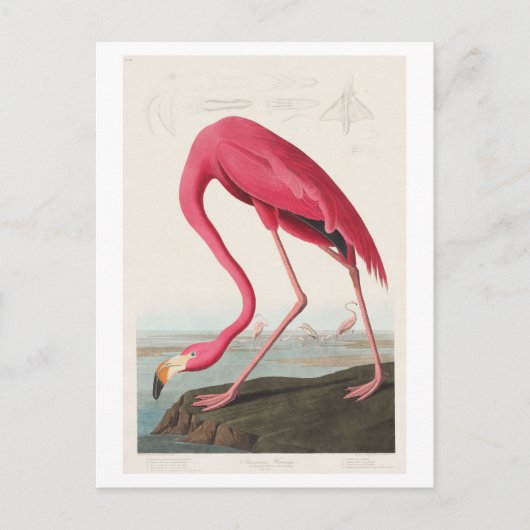 Flamingo Illustration von John James Audubon Postkarte (Vorderseite)