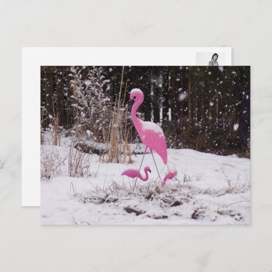 Flamingo im Schnee Postkarte (Vorne/Hinten)