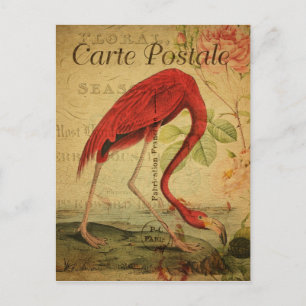 Flamingo im Vintage-Stil französische Carte Postal Postkarte