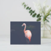 Flamingo in der Abenddämmerung Postkarte (Stehend Vorderseite)