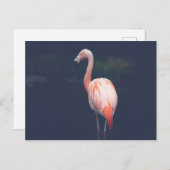 Flamingo in der Abenddämmerung Postkarte (Vorne/Hinten)