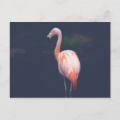 Flamingo in der Abenddämmerung Postkarte (Vorderseite)