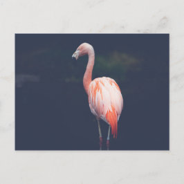 Flamingo in der Abenddämmerung Postkarte
