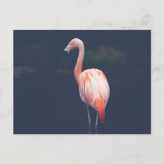 Flamingo in der Abenddämmerung Postkarte (Vorderseite)