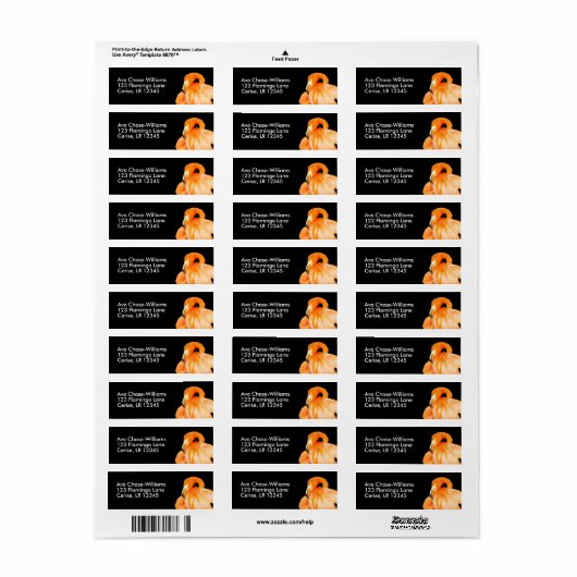 Flamingo in der Sommersonne (Vorne)