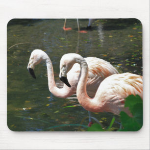 Flamingo in einem Teich mit grünen Bäumen Mousepad