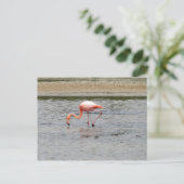 Flamingo, Isla Seymour, Galapagos Postkarte (Stehend Vorderseite)