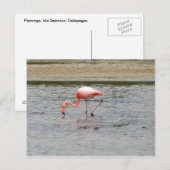 Flamingo, Isla Seymour, Galapagos Postkarte (Vorne/Hinten)