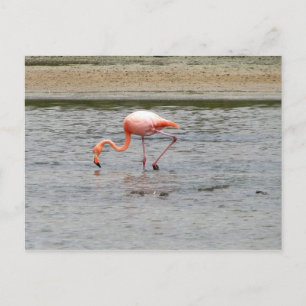 Flamingo, Isla Seymour, Galapagos Postkarte