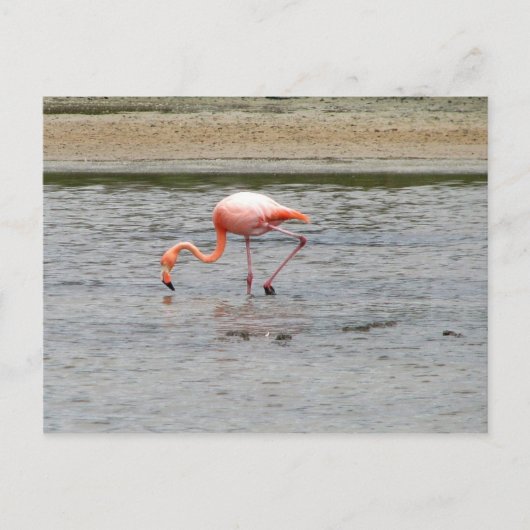 Flamingo, Isla Seymour, Galapagos Postkarte (Vorderseite)