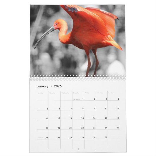 Flamingo-Kalender 2025 Kalender (Jan 2026)