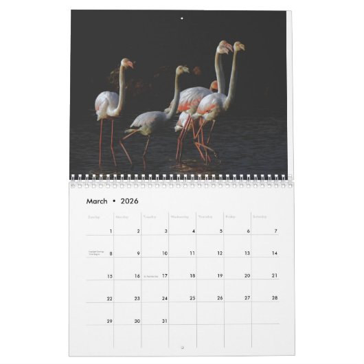 Flamingo-Kalender 2025 Kalender (Mär 2026)