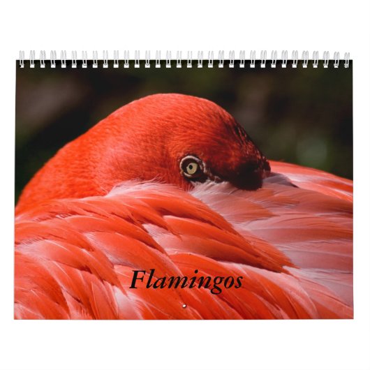 Flamingo-Kalender Kalender (Titelbild)
