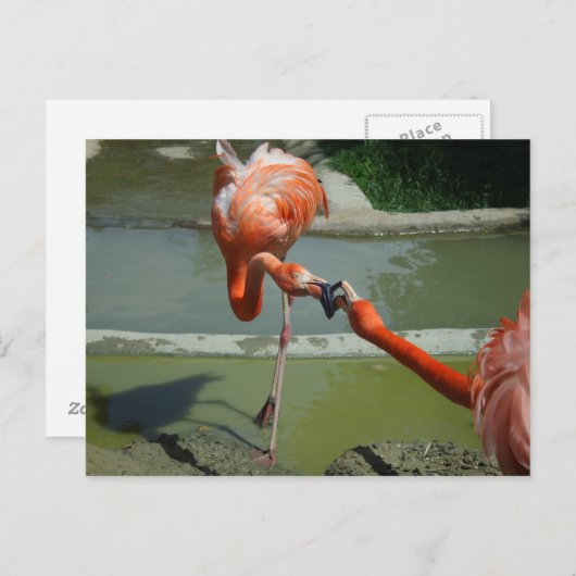 Flamingo Kiss Postkarte (Vorne/Hinten)