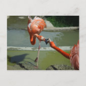 Flamingo Kiss Postkarte (Vorderseite)