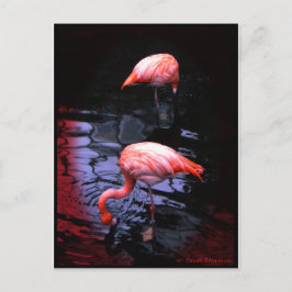 FLAMINGO-Kopie Postkarte