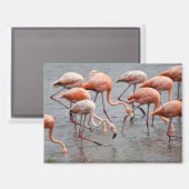 Flamingo-Kühlschrankmagnet Magnet (Vorderseite/Rückseite)