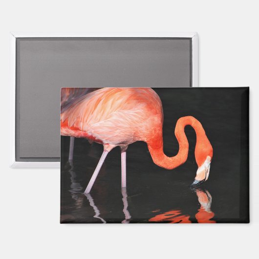 Flamingo-Kühlschrankmagnet Magnet (Vorderseite/Rückseite)
