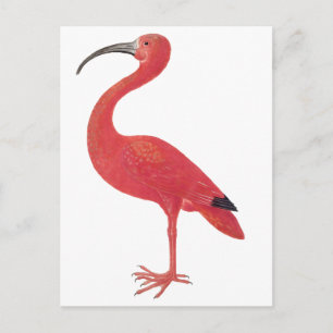 Flamingo - Kunstpostkarte Postkarte