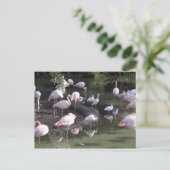 Flamingo Lake Postkarte (Stehend Vorderseite)