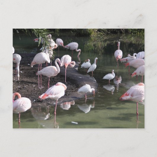 Flamingo Lake Postkarte (Vorderseite)