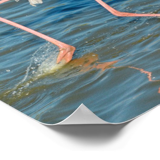 Flamingo läuft auf dem Wasser in Camargue in Frank Poster (Ecke)