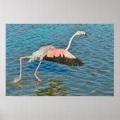 Flamingo läuft auf dem Wasser in Camargue in Frank Poster (Vorne)