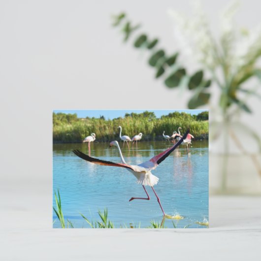 Flamingo läuft auf dem Wasser in Camargue Postkarte (Stehend Vorderseite)