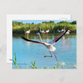 Flamingo läuft auf dem Wasser in Camargue Postkarte (Vorne/Hinten)
