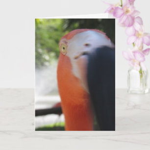 Flamingo Lustige Grußkarte für Jeden Karte