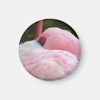 Flamingo Magnet