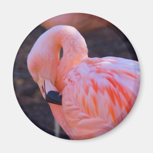 Flamingo Magnet (Vorne)