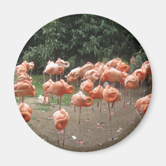 Flamingo Magnet (Vorne)