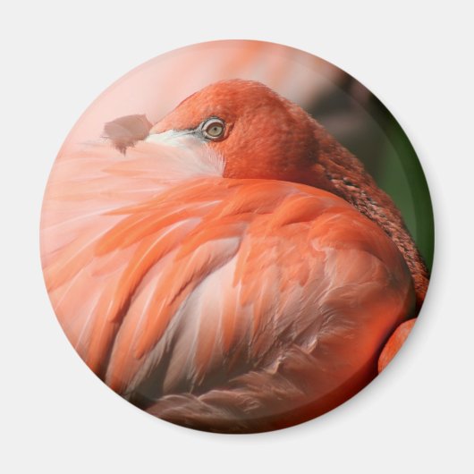 Flamingo‑Magnet Magnet (Vorne)