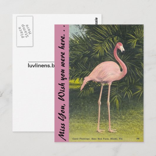 Flamingo, Miami, Florida Postkarte (Vorne/Hinten)