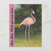Flamingo, Miami, Florida Postkarte (Vorderseite)