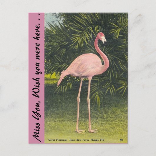Flamingo, Miami, Florida Postkarte (Vorderseite)