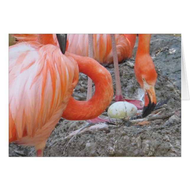 Flamingo mit Ei (Vorderseite (Horizontal))