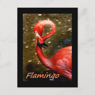 Flamingo mit "flamingo" rosa Text Postkarte
