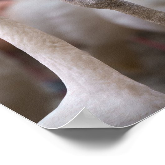 Flamingo Mutter und Baby Poster (Ecke)