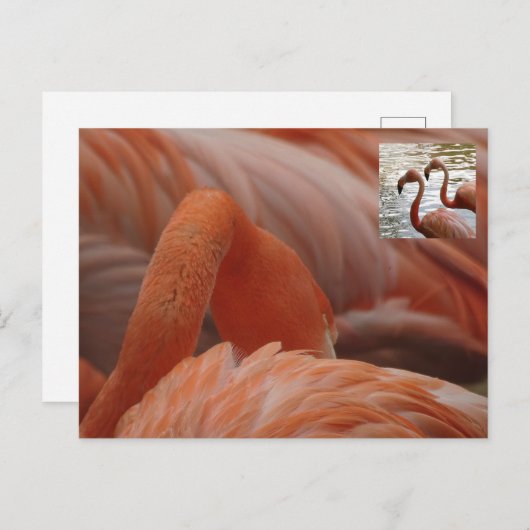 Flamingo Nah Up DIY Postcard Postkarte (Vorne/Hinten)