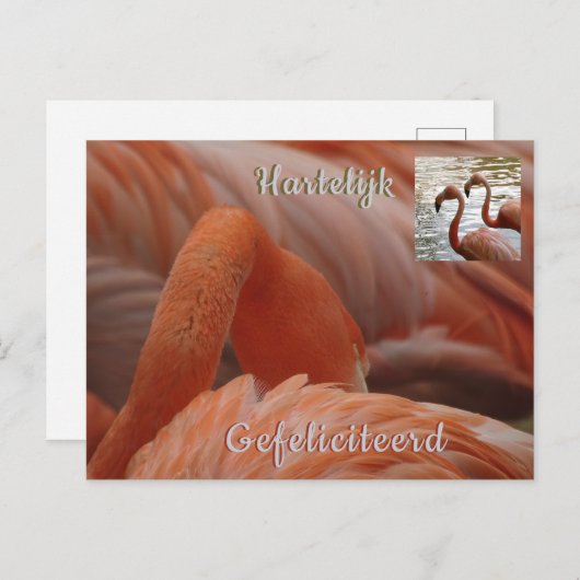 Flamingo Nah Up Happy Birthday Postcard Postkarte (Vorne/Hinten)