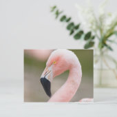 Flamingo Nah Up Postcard Postkarte (Stehend Vorderseite)