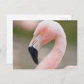 Flamingo Nah Up Postcard Postkarte (Vorne/Hinten)