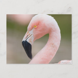 Flamingo Nah Up Postcard Postkarte