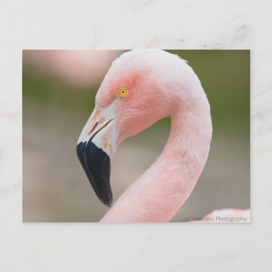Flamingo Nah Up Postcard Postkarte (Vorderseite)