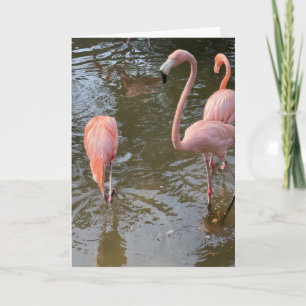 Flamingo Nahaufnahme Grußkarte Karte